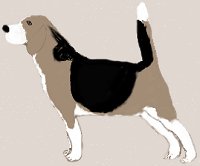 TriColored Beagle